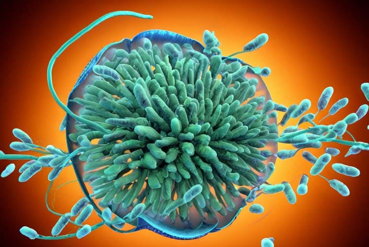 Bakterija v Želodcu: Pregled, Vplivi in Obvladovanje