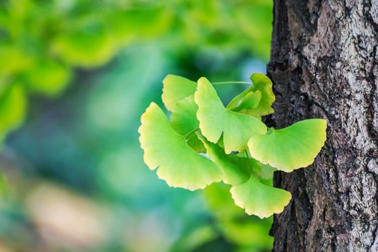 Ginko Biloba: 5 Naravnih Zdravil proti Tinitusu